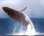 Whale Watching in Kauai